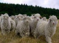 ANGORA GOATS FOR SALE , livestock for sale online 