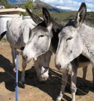 Andalusian Donkey , livestock for sale online 