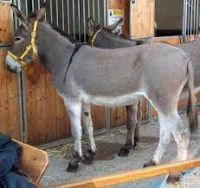 Amiatina donkey, livestock pigs for sale online 