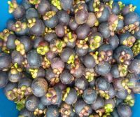 Mangosteen