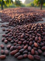 Cocoa Beans
