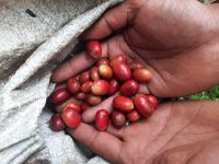 Aceh Gayo Arabica Coffee Green Beans - Organics &amp;amp;amp; Fair Trade Certified