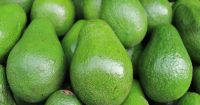 Fresh Avocado For Export With The