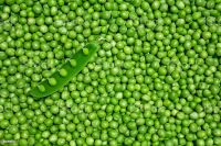 Good quality peas in bulk for food production
