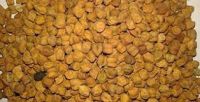 Chick Peas, Shewa Type