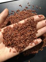 Red Rice/Organic Rice/Healthy Rice