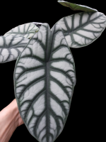 alocasia silver dragon