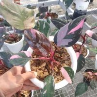 philodendron pink princes &#039;cherry&#039;