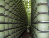 Milk to cheese processing equipment: design and OEM