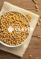 Soya / soybeans