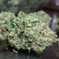 Glue ------ 22.0%  CBD 0.00%