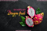 Dragon Fruit