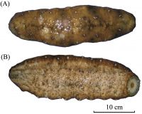 High Quality Dried Sea Cucumber for Sale Wholesale Exporter Organic Wild Caught Sea Cucumber Supplier Worldwide