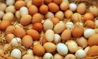 High Quality Fresh White and Brown Chicken Table Eggs for Sale in Bulk Organic and Farm Fresh Supply Available