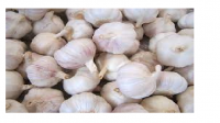 Fresh Garlic