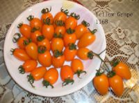 Selling Grape Tomato Seeds