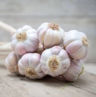 Garlic 