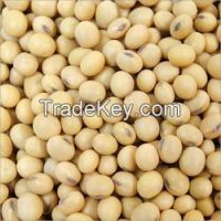 Soya Bean