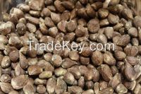 Palm kernel