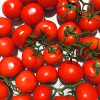 High Quality Fresh Tomatoes from Turkey