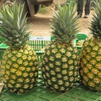 Fresh Pineapple For Sell Japan