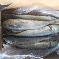 frozen mahi mahi fish for sale australia