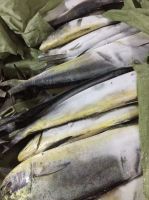 Frozen Mahi Mahi Fish For Sale India