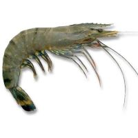 fresh jumbo shrimp for sale near me