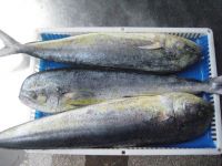 frozen mahi mahi fish for sale florida