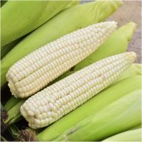Get White Maize At Competitive Wholesale