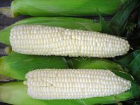 High-yield White Maize For Sale