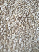 Fresh White Maize Available In Bulk