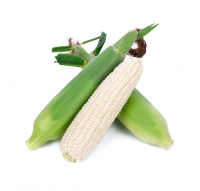 Buy White Maize In Large Quantities