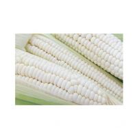 Wholesale White Maize Supply Direct From