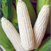 White Maize For Sale In Bulk