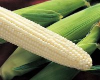 Factory-direct White Maize Bulk Supply