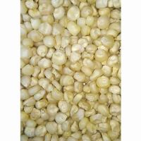 Bulk White Maize For Sale Quality