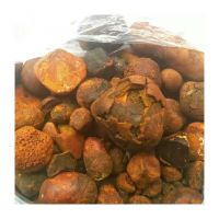 Ox Gallstones Rich In Valuable Bile