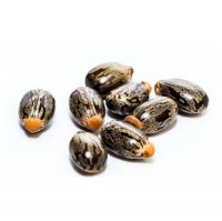 Non-GMO Castor Seeds For A