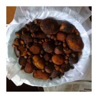 Wholesale Cattle Gallstones With High Purity