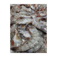 Premium Frozen White Shrimp available in bulk