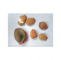 Raw apricot kernels available in bulk at wholesale prices