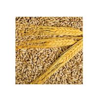 Premium Barley Malt Available For Sale