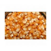 High-yield White Corn For Agricultural