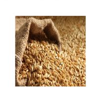 Roasted Barley Malt For Enhanced Flavor