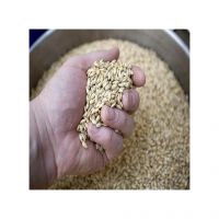 Bulk Malted Barley, Barley Grain Ready