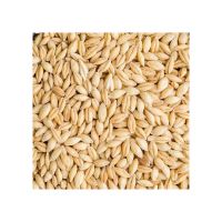 Wholesale Barley Grains Cheap Price Good