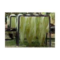 Long-length Sisal Fiber Available In