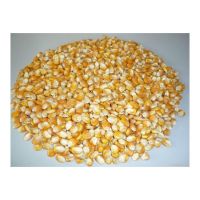 Premium yellow corn for sale in bulk at a low price