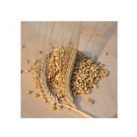 Non-GMO Barley Malt For High
